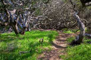 Los Osos Oaks-1010.jpg Los Osos Oaks-1010.jpg